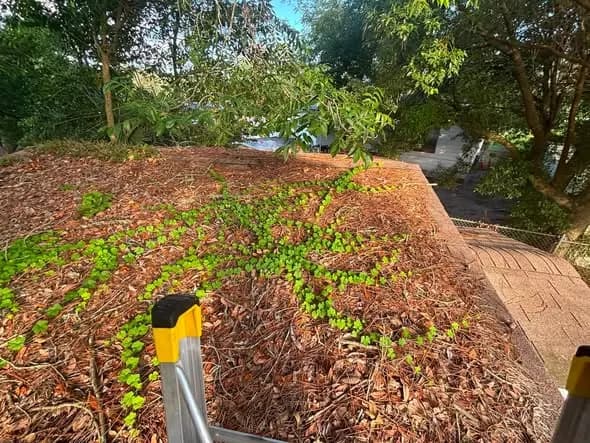 Protecting Your Mandarin Home from Oak Debris and Moss